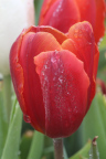 Photo of a red and orange flower covered in water droplets