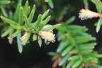 Photo of green spiky leaves and yellow buds covered in water droplets
