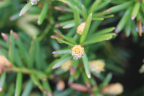 Photo of green spiky leaves and yellow buds covered in water droplets viewed head on