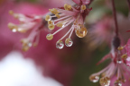 Photo of a pink flower's pistils covered in water droplets