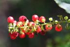 Photo of a close-up of a green plant with a series of bright red pods along the branch