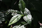 Photo of several dark green leaves with all the veins highlited