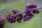 Photo of a close-up of a branch with purple spherical pods on them 