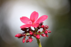 Photo of a dark pink flower with five petals