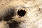Photo of a close-up of a hole in  tree trunk