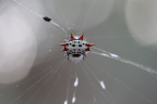 Photo of a black, gray and red spiky spider in a web