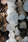 Photo of a bunch of flat white mushrooms on a forest floor