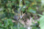 Photo of a yellow and black banana spider in a web
