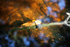 Photo of a branch over water, behind which the pond's bottom is gold colored