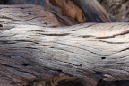 Photo of a close-up of the smooth bark on a tree