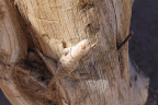 Photo of a lizard on a wooden post