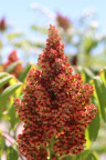 Photo of a plant with scores of small red petals