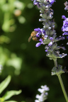 Photo of a bee on a flower with lavender-colored petals