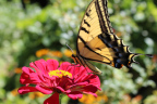 Photo of a butterfly with yellow and black wings landing on a flower with red petals