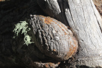 Photo of a growth on a tree limb