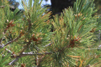 Close-up photo of long needles of a pine tree