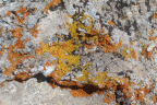 Photo of a beige rock with bright orange and yellow lichen