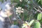 Photo of a plant with small white flowers 