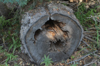 Photo of a felled tree with the deteriorating trunk exposed in cross-section