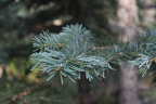Photo of a single pine tree branch