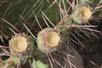 Photo of three cactus blooms
