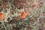 Photo of small orange flower and green plant