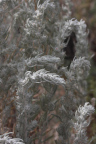 Photo of a light gray plant with a fibrous texture