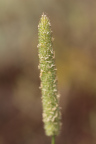 Photo of a close-up of a green brush shaped plant