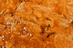 Photo of a close-up of a gold portion of Grand Prismatic Spring, with sunlight rippling on the water's surface