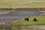 Photo of two buffalo on the green banks of a river